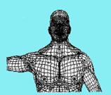 Biotipo Articolare Trapezoidale