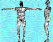Biotipo Androide